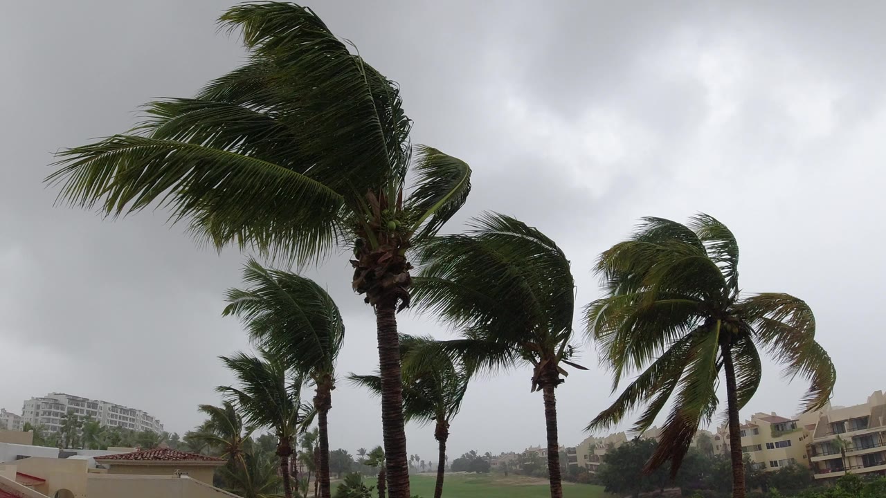 Los Cabos palm trees lean and whip in strong wind beneath a gray cloudy sky, with low buildings in the background and no visible people.