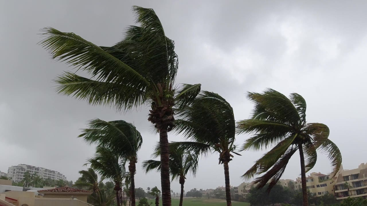 Tall palm trees thrashing against a cloudy sky.