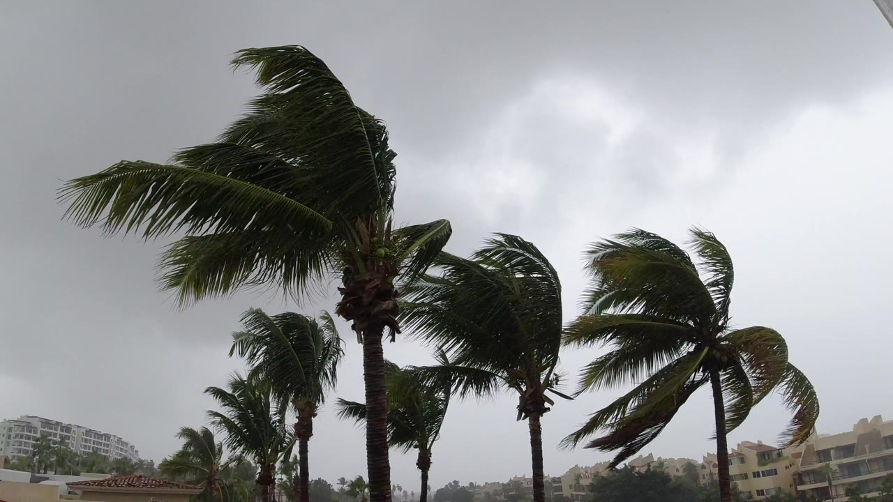 Palm trees bend in strong wind beneath a gray overcast sky in Los Cabos, Mexico, with low buildings along the bottom edge and no visible people.