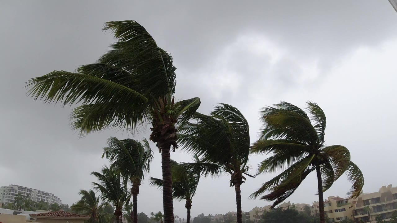 A tall center palm and shorter surrounding palms lean under gusty weather in Los Cabos, Mexico, with muted resort-like buildings in the distance and no visible people.