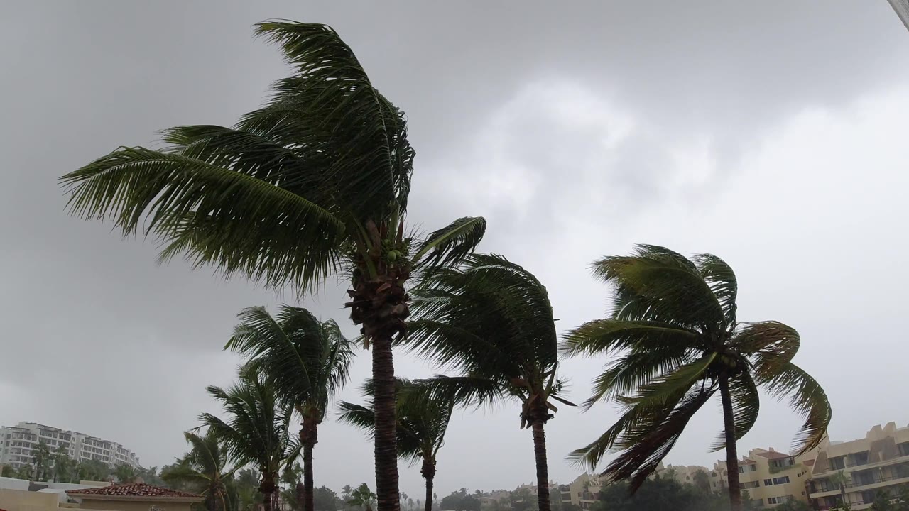 Palm crowns whipped by wind near buildings