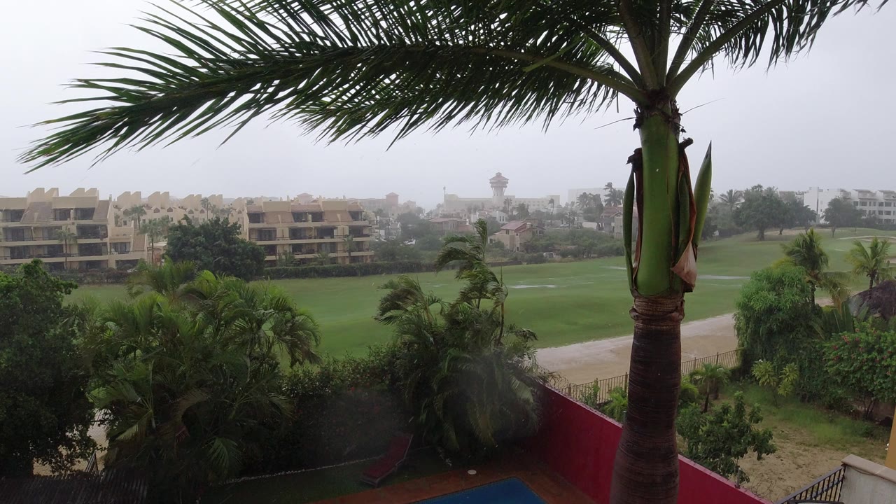 A similar Los Cabos frame shows the palm crown stretching across the top, wet landscaping below, beige apartment blocks in the distance, and no visible people.