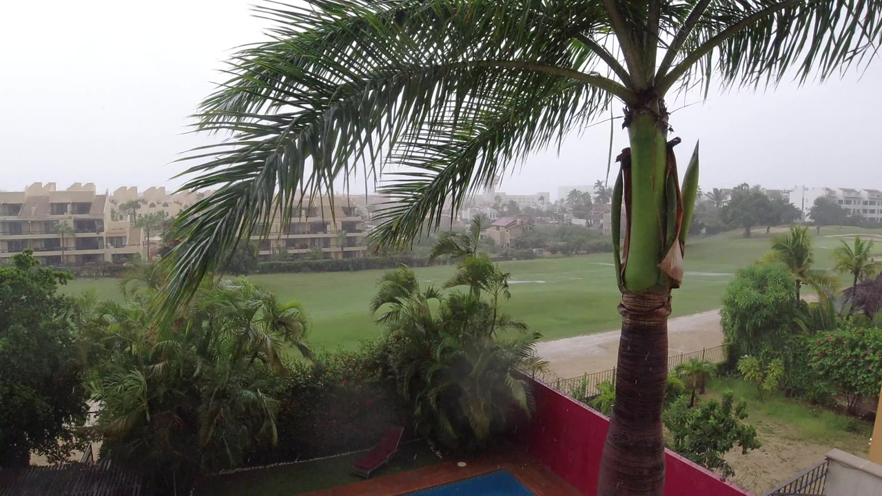 Rainy elevated view past palm trees toward apartments.