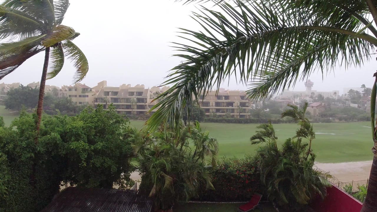 Windblown palm fronds above resort buildings and wet grass