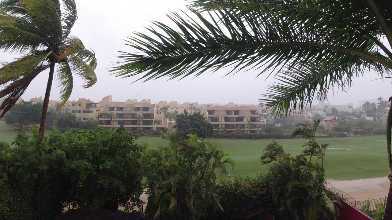 Wind-bent palm trees over rainy buildings and green grounds.