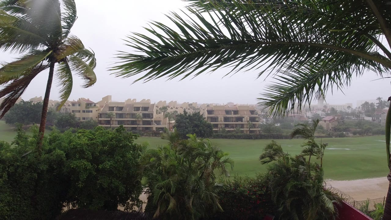 A large palm frond stretches across the upper frame in Los Cabos as a tall palm bends in wind over green grounds and hazy low buildings, with no visible people.