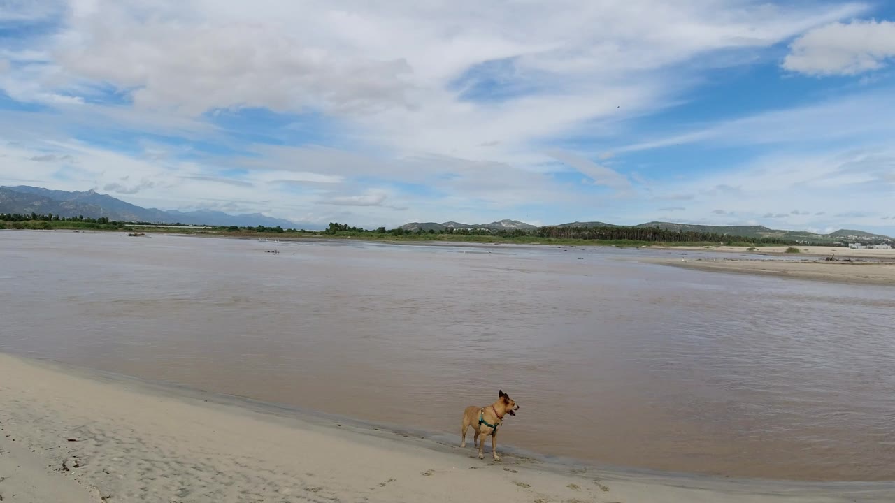 A tan dog stands near the lower center of a sandy Los Cabos shoreline, with shallow water, distant hills, cloud cover, and no visible people.