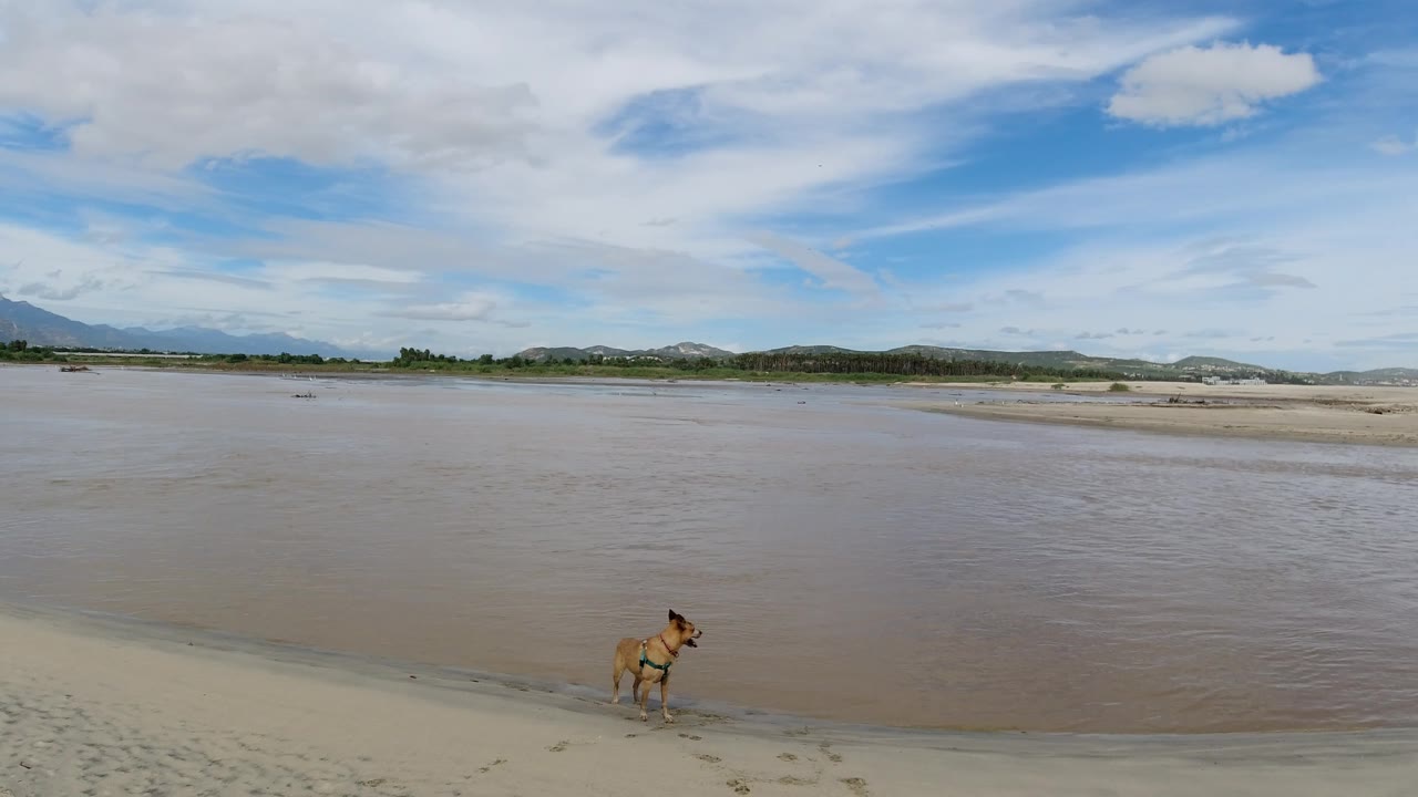 Dog standing at the edge of wet sand with wide shallow water behind it.