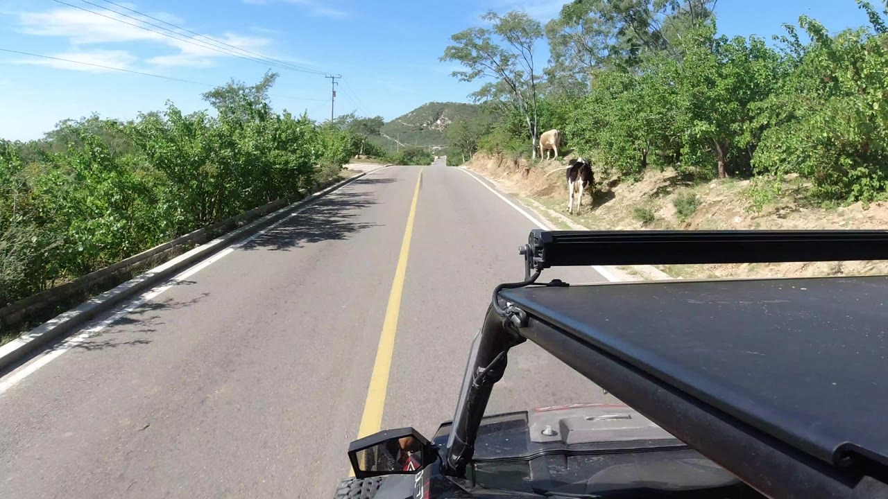 Opening frame from Los Cabos, Mexico showing a vehicle foreground, a paved two-lane road, green roadside shrubs, two cows on the right shoulder, low hills ahead, and no visible people.