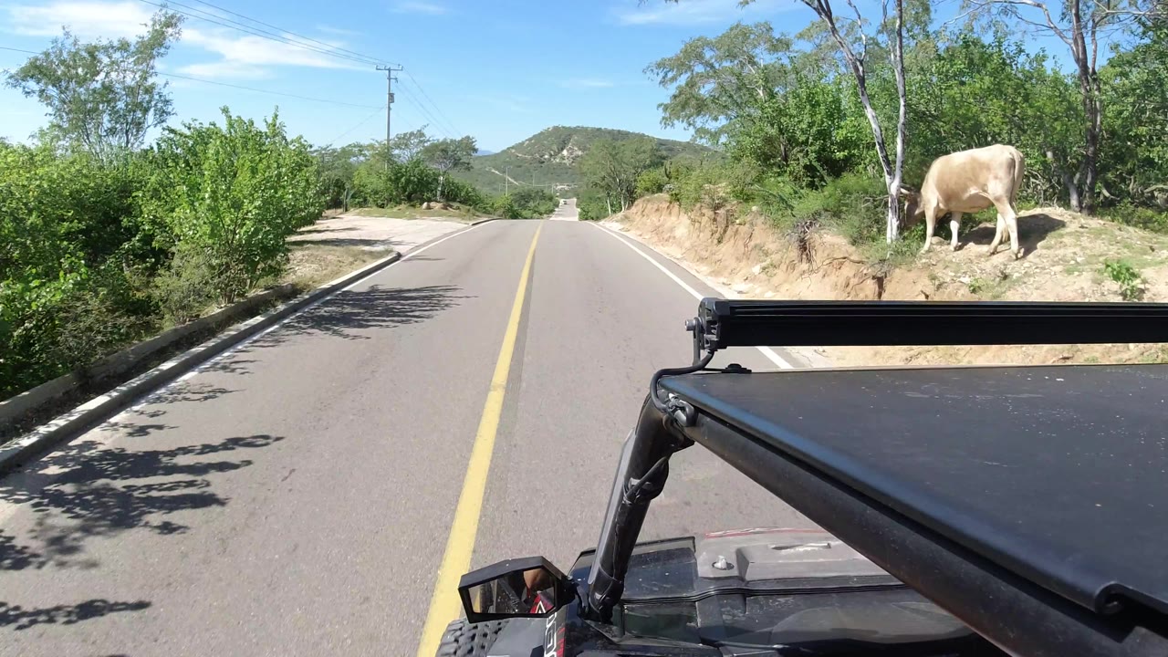 Roadside cow at far right as the vehicle passes trees and shrubs.
