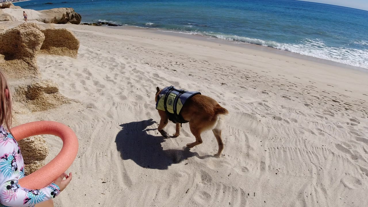 Girl with a buoy and dog on a sandy beach beside rocks and blue water.