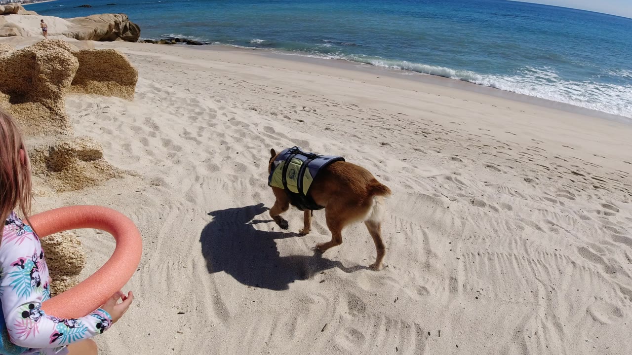 In Los Cabos, the child remains partly visible at the left edge holding the buoy as the dog moves farther along the sand toward the open beach and surf.