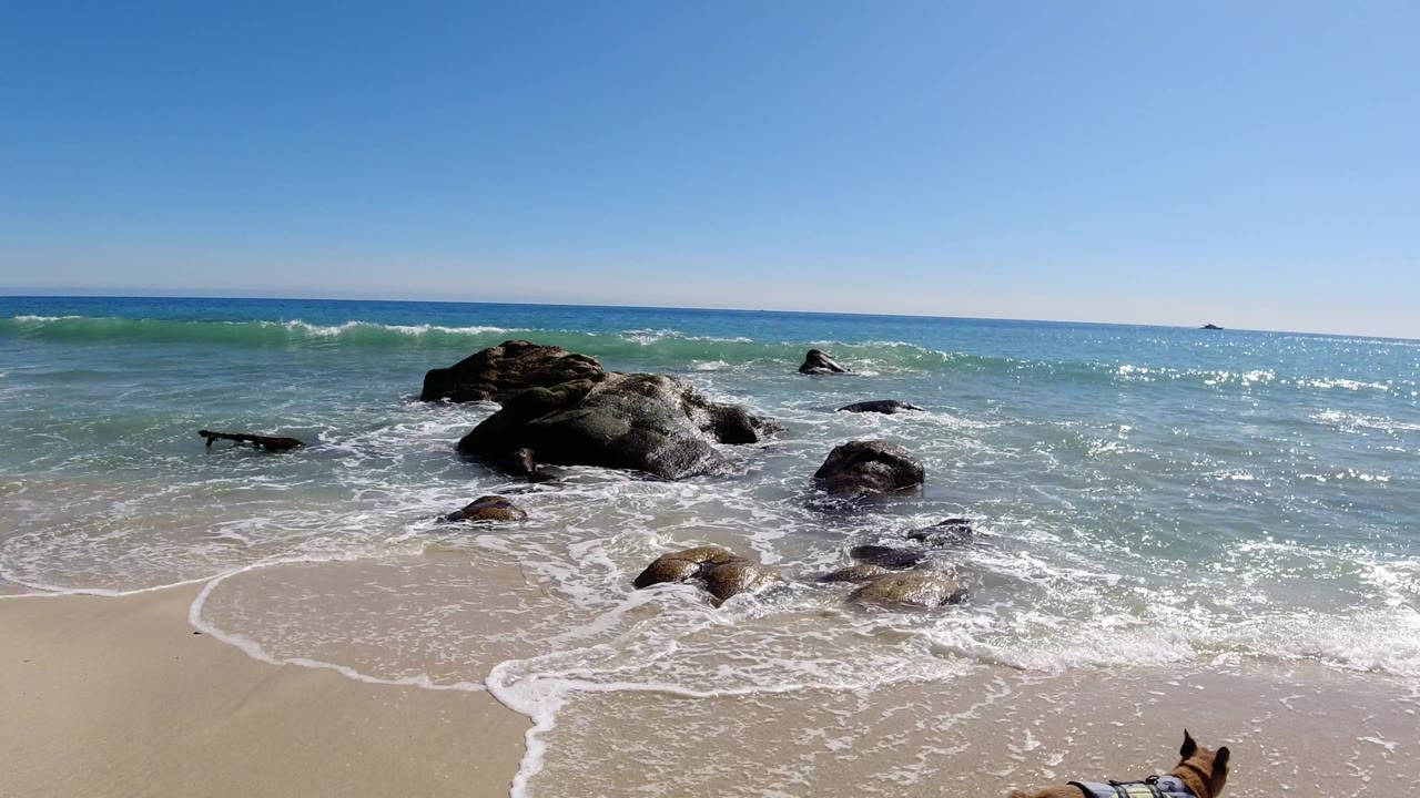 A wide Los Cabos shoreline view shows turquoise water, white foam, dark rocks, and wet sand, with the dog mostly out of frame and no visible people.