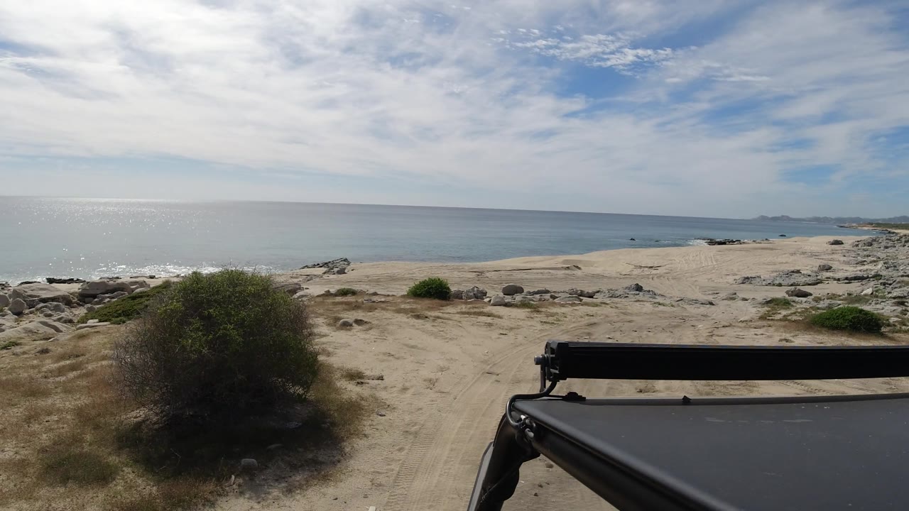 Large scrub bush beside a sandy coastal road with ocean behind it.