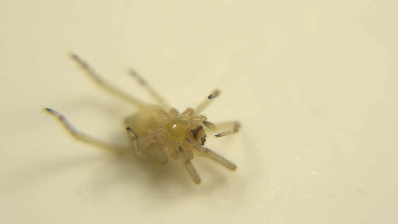 Pale spider close-up on an off-white surface.