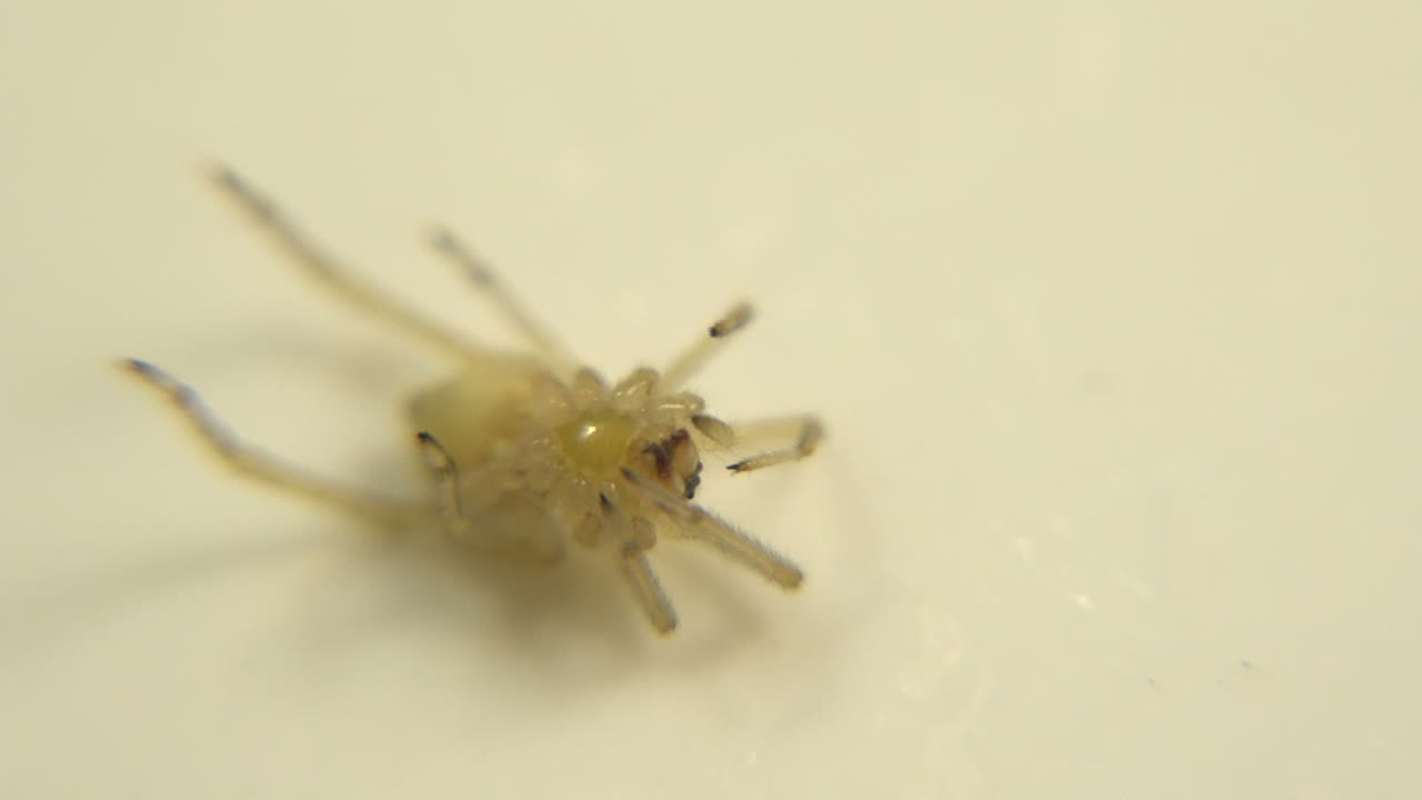 The spider remains close to the lens with several legs spread across the smooth light surface, and no visible people appear in the frame.