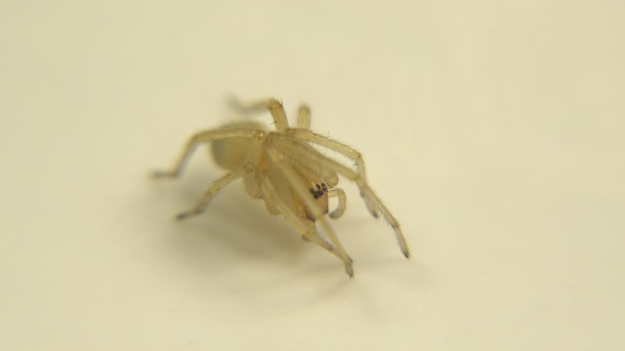Pale spider-like bug on a light surface.