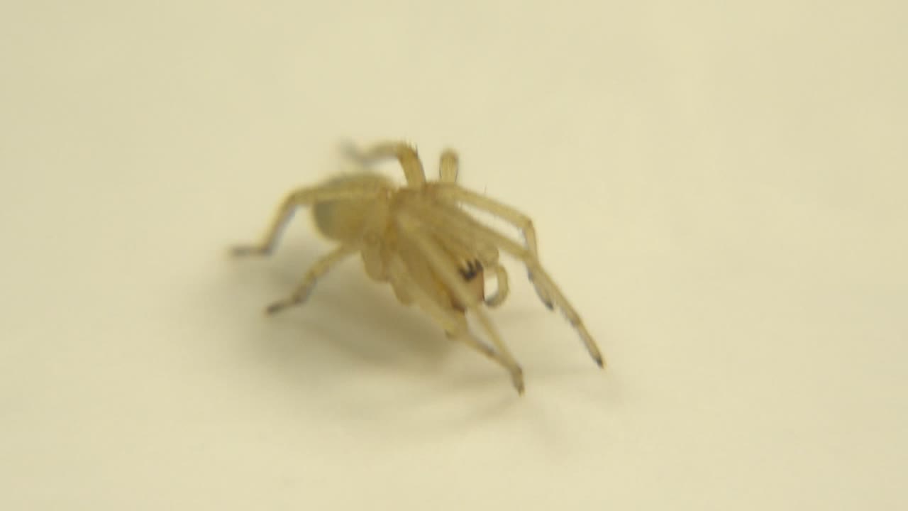 The pale multi-legged bug remains centered high in the frame, its translucent body and legs softened by shallow focus, with no visible people.