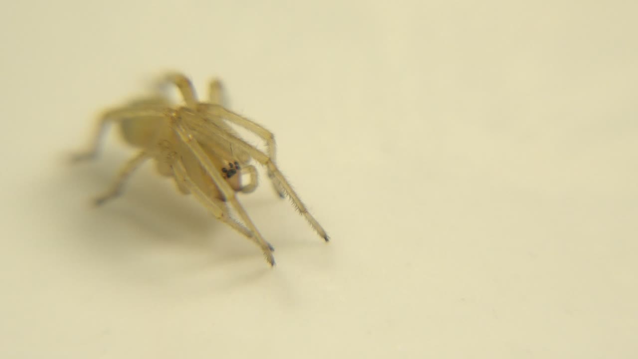 Pale spider on a white surface in soft focus.