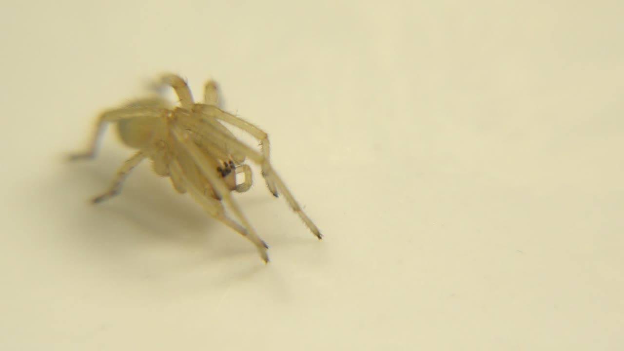 The spider remains on the white surface with its legs spread and body slightly more centered, while the background stays softly blurred and empty.
