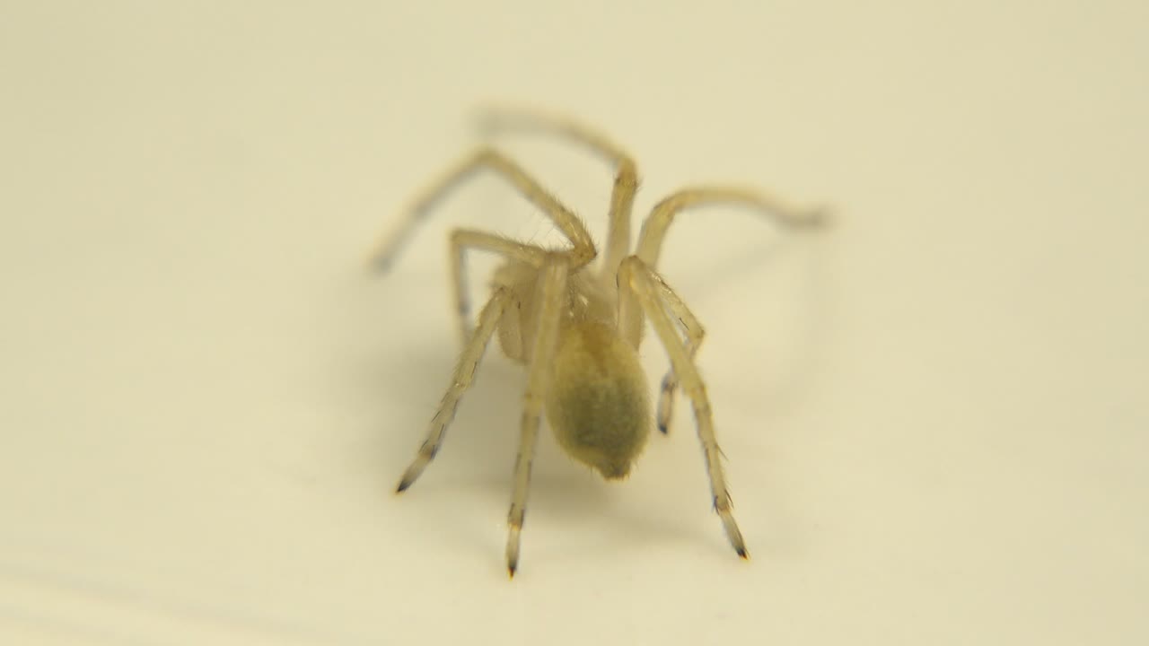 Small pale yellow spider-like animal standing on a cream tabletop.