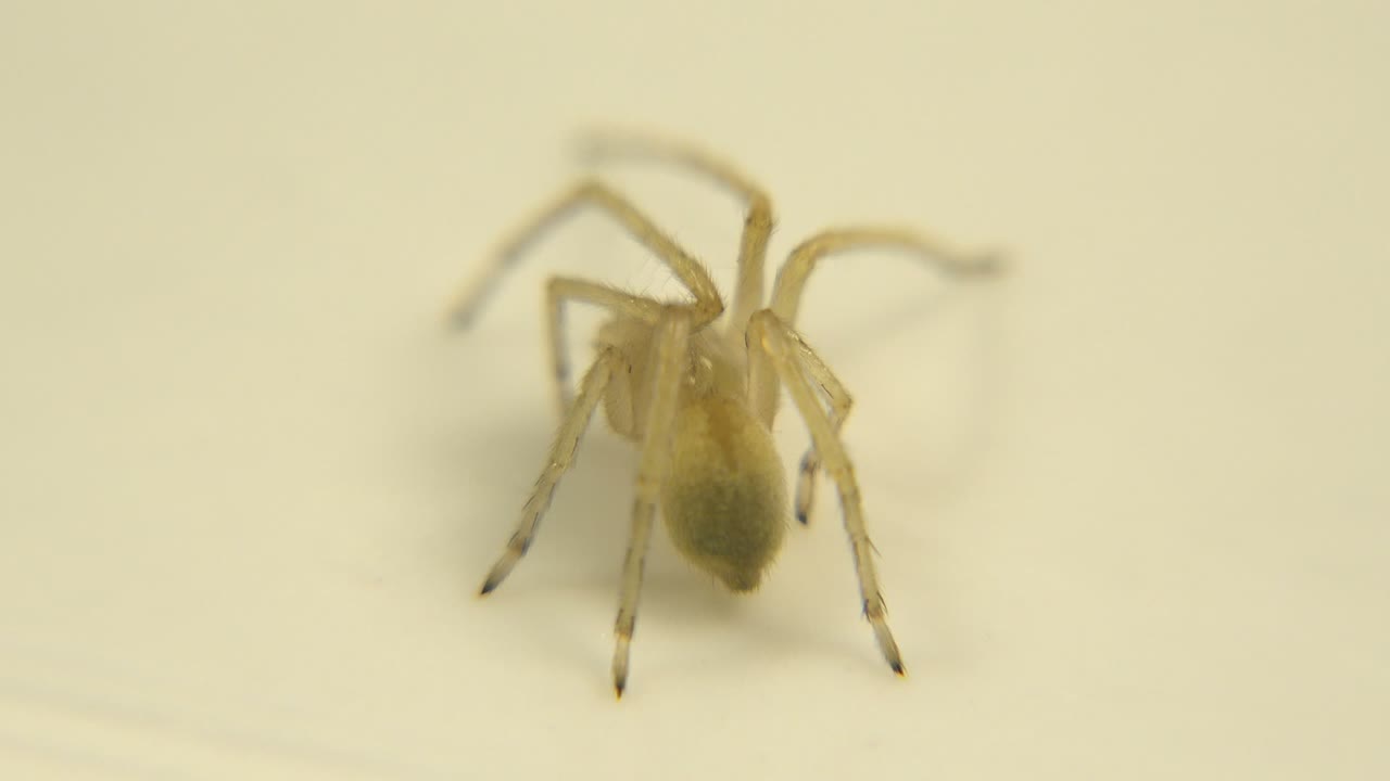 A pale yellowish eight-legged insect stands near the center of a light cream floor in soft focus, with no visible people.