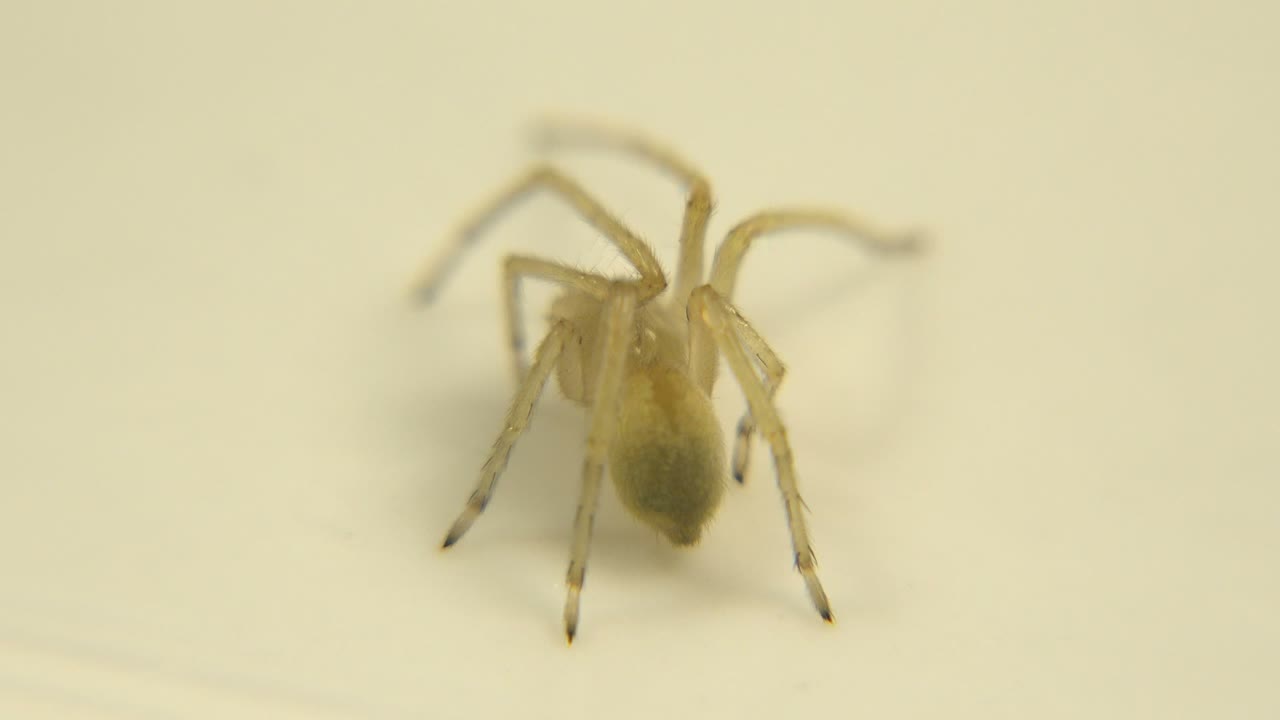 Soft close-up of pale insect with long legs