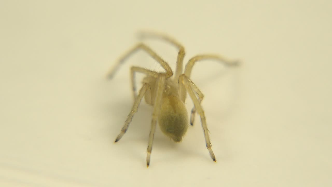 The yellowish eight-legged insect remains on the pale floor, centered in a shallow-focus close-up with empty space around it and no visible people.