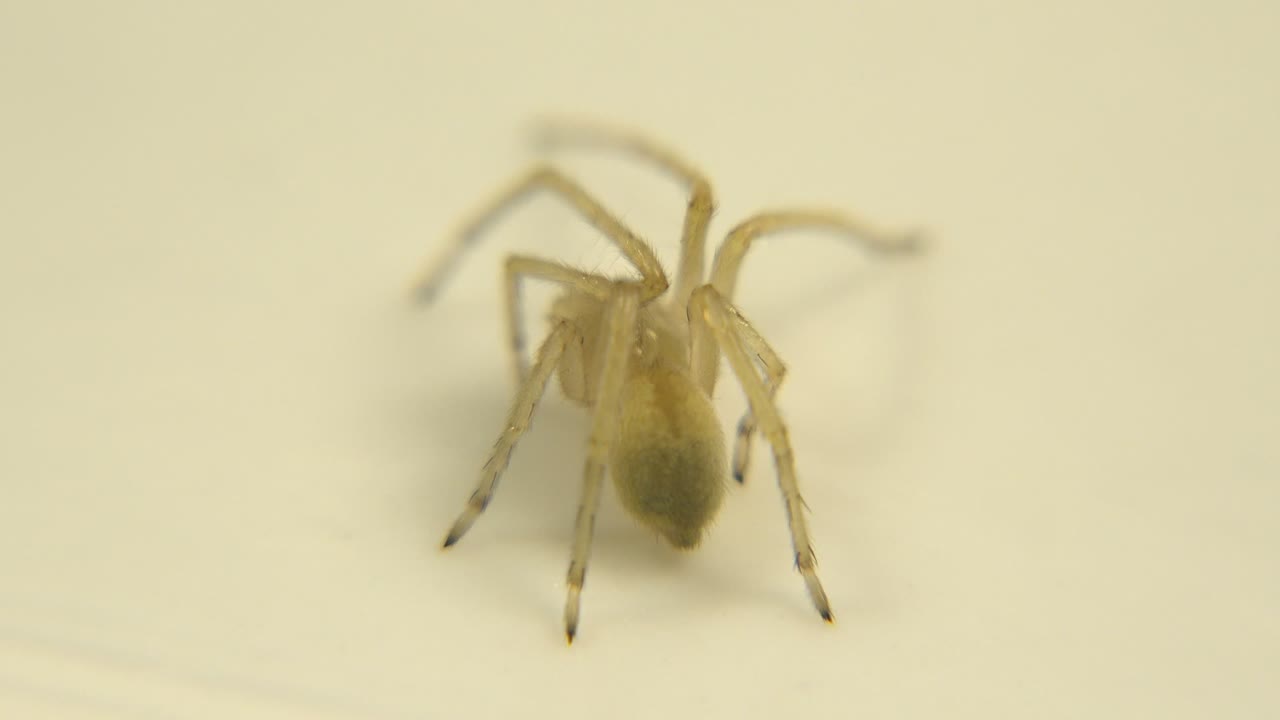 Pale spider-like bug on a cream surface