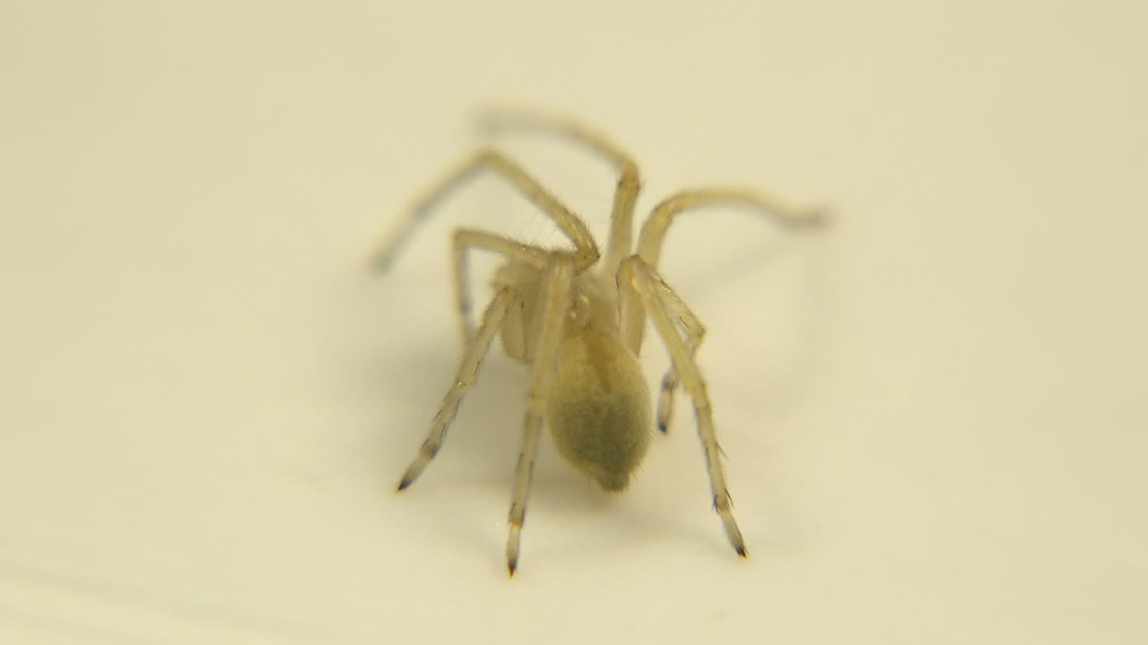The small pale bug remains centered with its long legs spread on the cream surface, while the rear legs soften into blur and no people are visible.