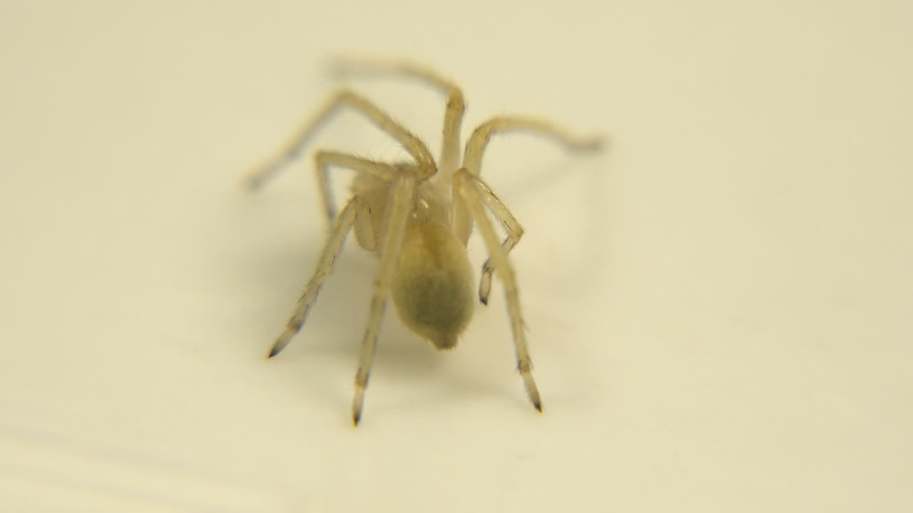 At the start of the clip, a small pale yellow spider-like animal stands on an off-white wall in soft focus, with no visible people.