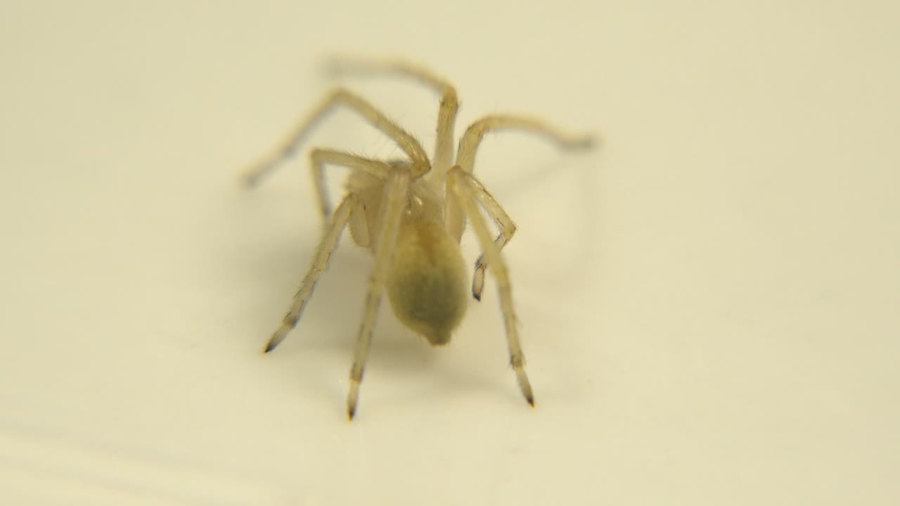 One second in, the yellow spider-like animal remains on the pale wall, with its legs spread and the background still empty of people.