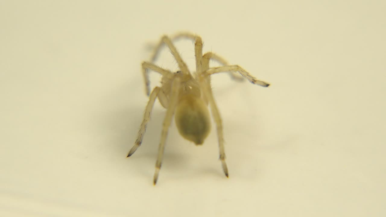 A small pale yellow-brown spider stands near the left side of a cream flat surface with soft focus and no visible people.