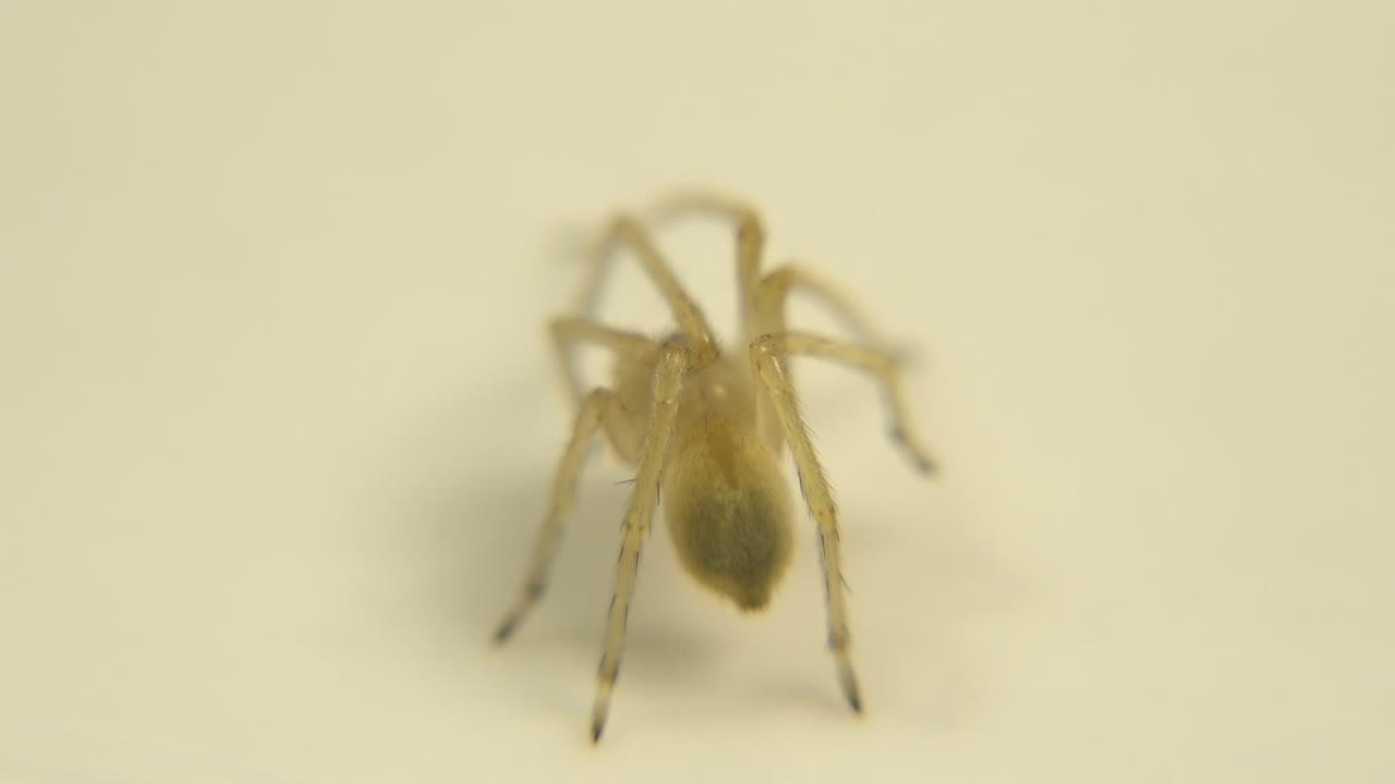 At the opening moment, a heavily out-of-focus brown spider stands near the center of a pale surface with no visible people.