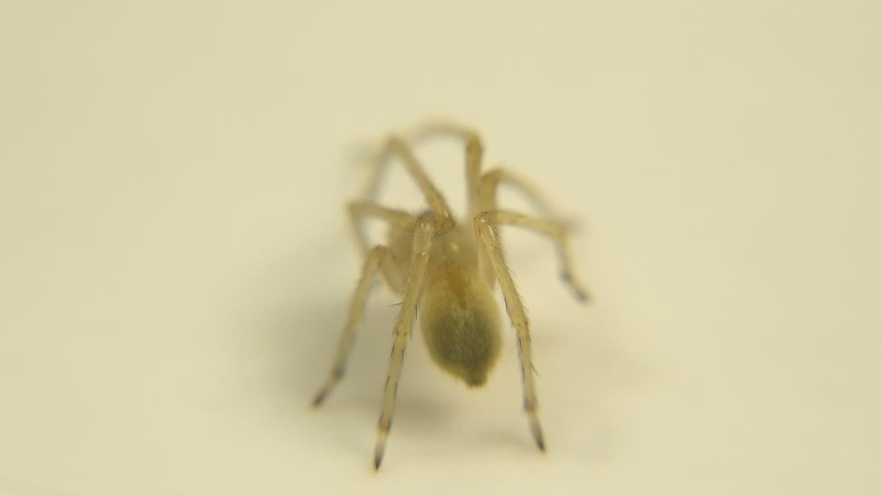 One second in, the brown spider remains blurred and centered against the cream-colored surface, with legs faintly visible and no visible people.