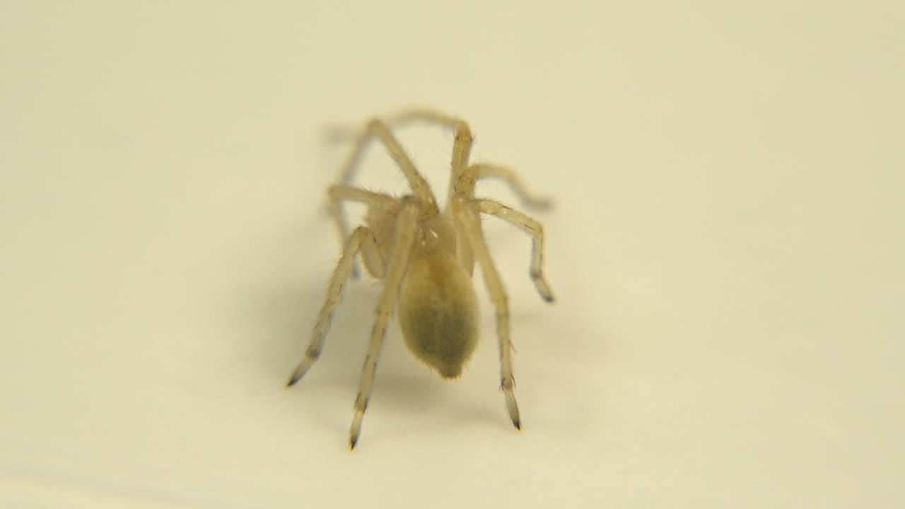 Small pale spider in soft focus on a cream surface.