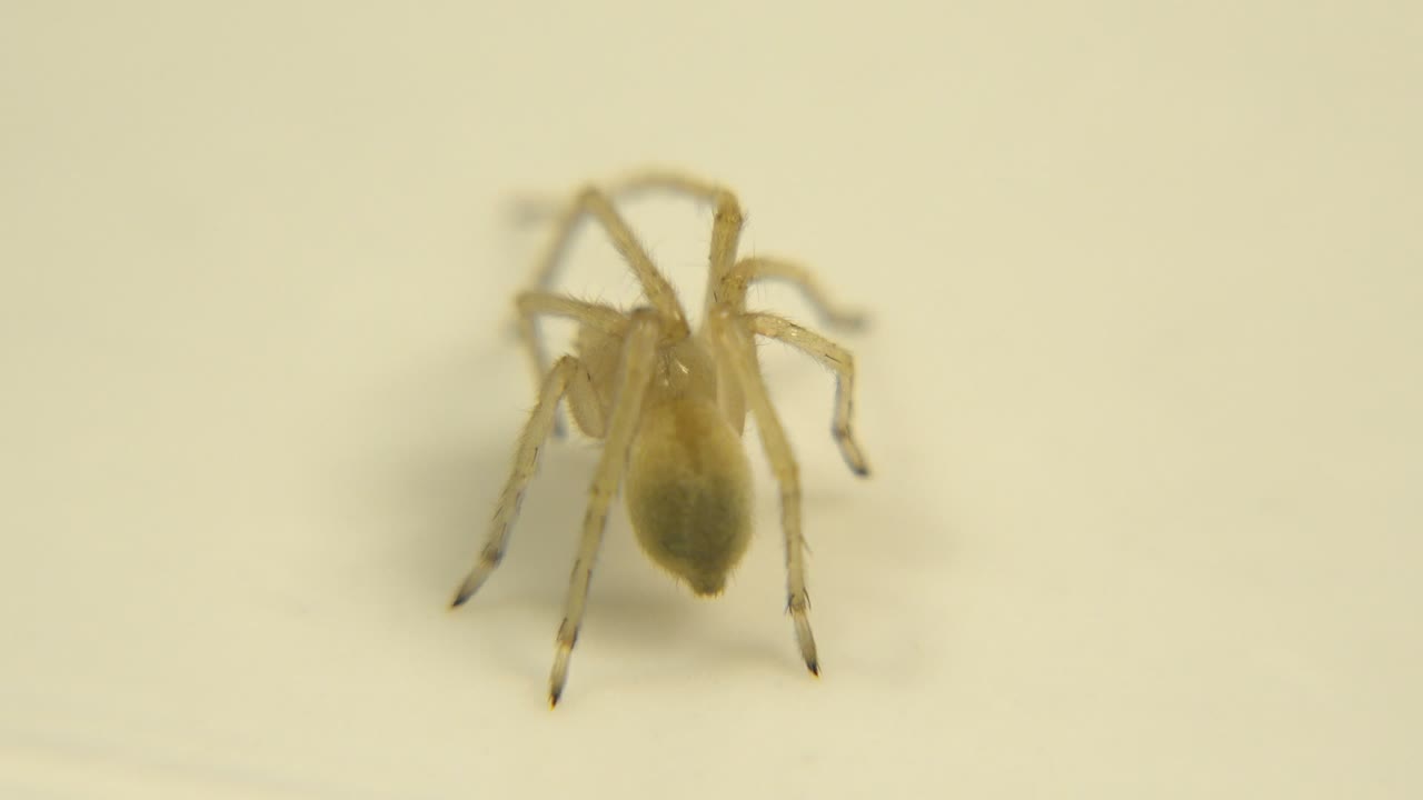 The pale spider remains centered on the light cream surface, its front legs blurred by shallow focus while the darker abdomen sits lower in frame, with no visible people.