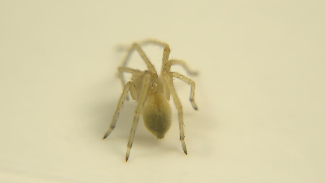 One second in, the spider remains tightly framed and slightly blurred, its front legs raised against a blank cream field with no visible people.