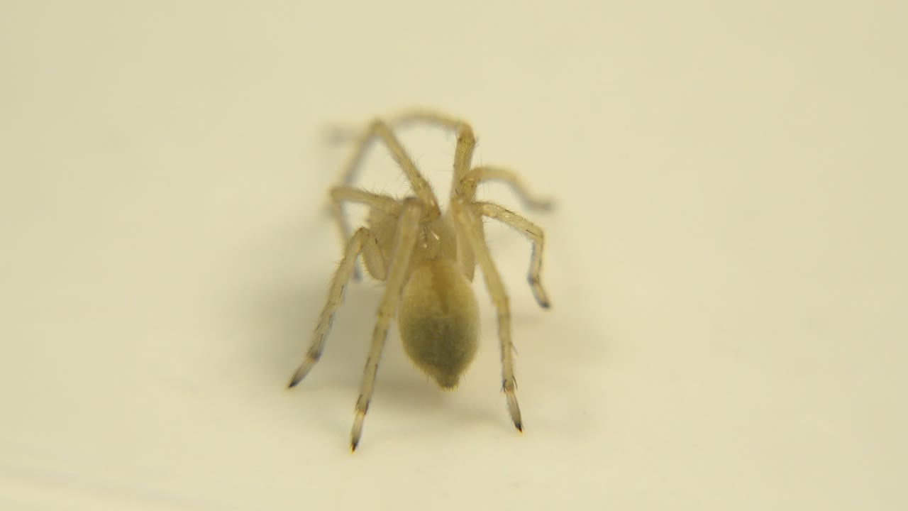 At two seconds, the yellow spider stays near the upper left of the frame, softly lit with faint shadows below and no visible people.