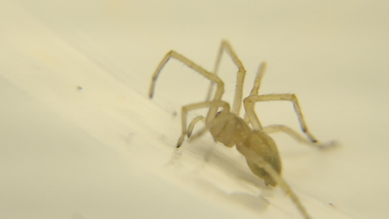 Small pale spider on a white ridged surface.