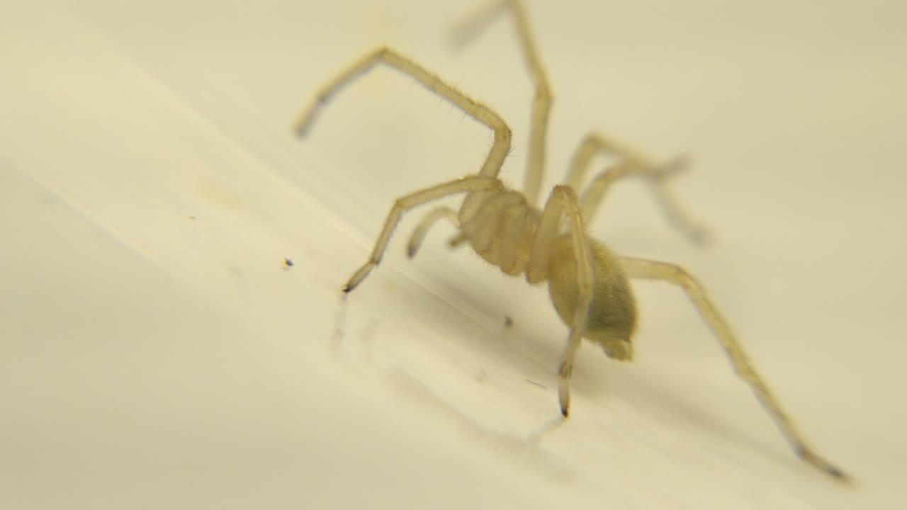 The spider is seen from the side on the white surface, with its front legs raised and no visible people.