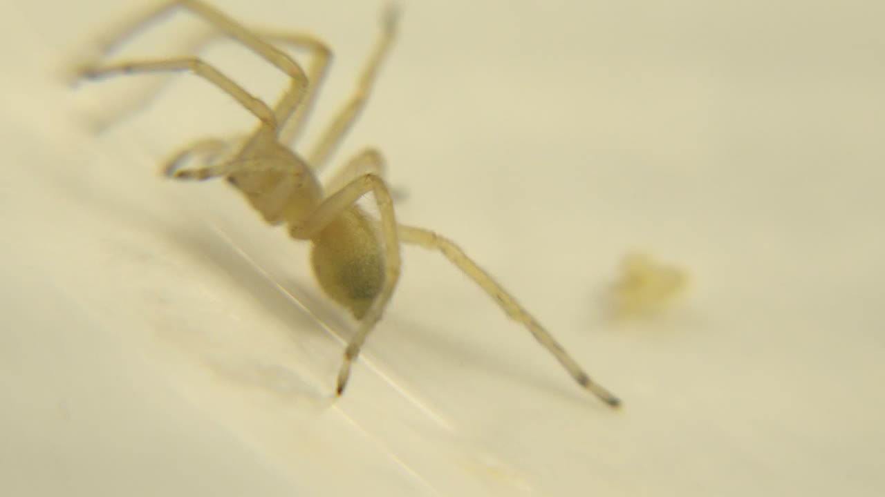 A tan brown spider stands near the left side of a pale ridged surface in soft macro focus, with no visible people.