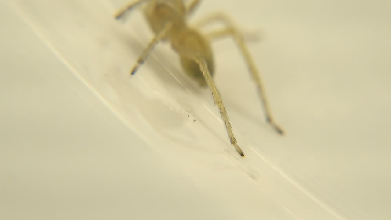 Small pale spider in shallow focus