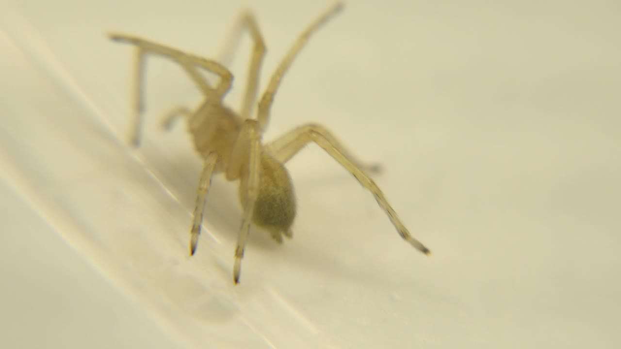 A tan spider appears near the upper right of the pale ridged surface, with its legs spread across the grooves and no visible people.