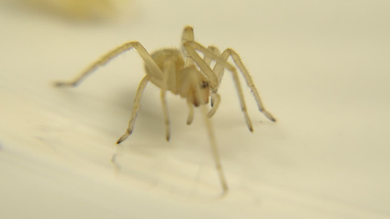 A pale spider stands near the center of a white tabletop-like surface, with its front legs angled down and no visible people.
