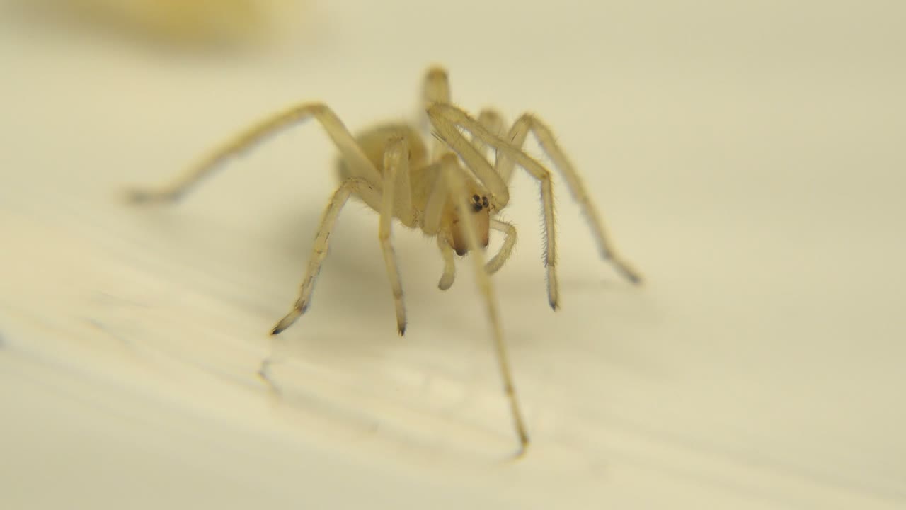 Pale spider with legs spread on a white background