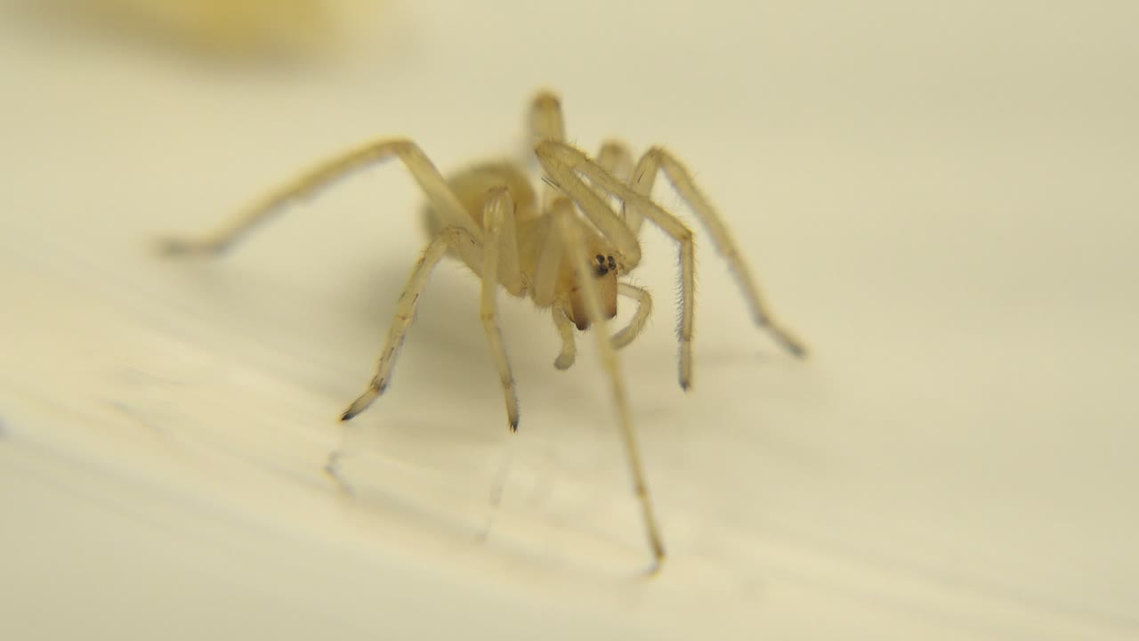 A pale spider stands on a cream-colored surface with its front legs extended and no visible people in the opening frame.
