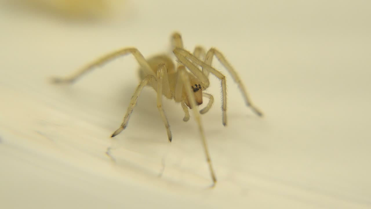 Pale spider remains close to the camera on a light surface.