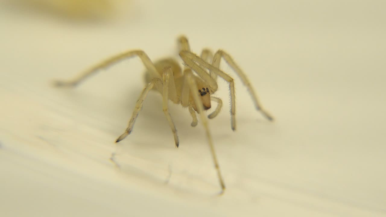 A close-up frame shows the pale spider angled slightly across the cream surface, with the rear legs fading into blur and no visible people.