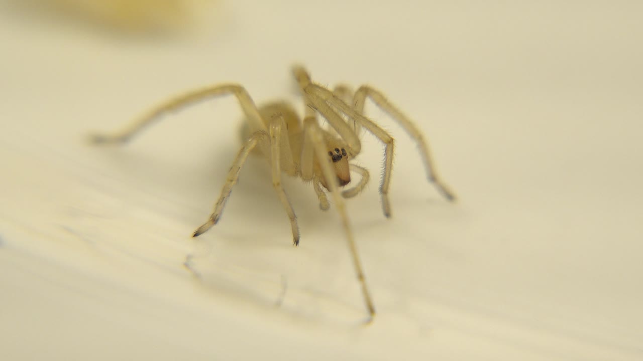 One second in, the white spider remains near the center of the frame, facing forward with dark head details visible against the pale surface and no visible people.